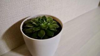 白い背景と観葉植物